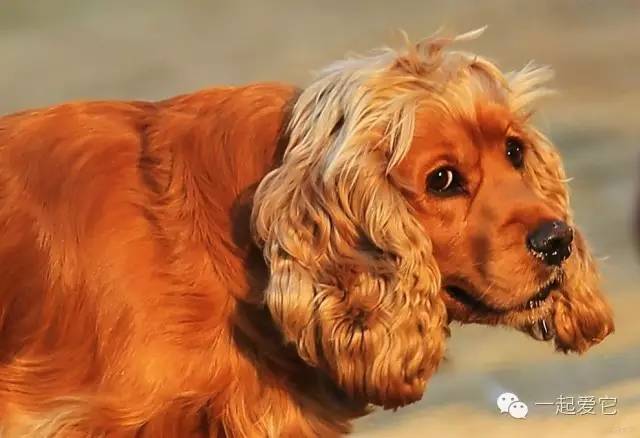 边境牧羊犬售价_边境犬售价牧羊犬多少_边境牧羊犬报价