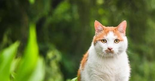 宠物猫图片可爱_宠物猫咪品种大全及图片_宠物猫品种图片大全