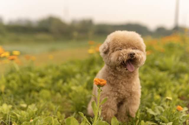 泰迪犬多少钱一只_泰迪dog_狗泰迪