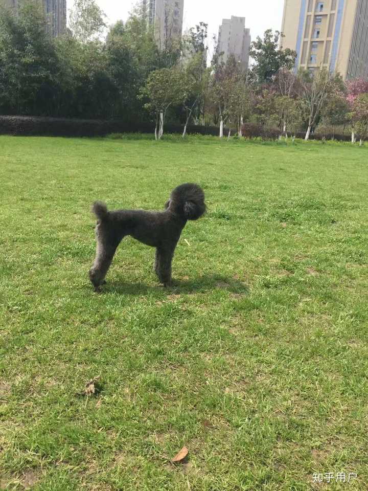 北京哪里有卖茶杯犬_网上的茶杯狗多少元_狗市茶杯犬