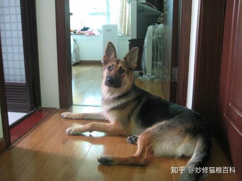 德牧犬价格_德牧犬多少钱一只_德牧价值