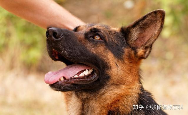 德牧犬多少钱一只_德牧价值_德牧犬价格