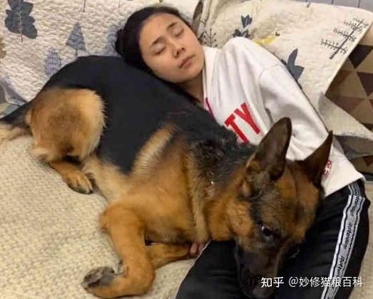 德牧犬价格_德牧犬多少钱一只_德牧价值