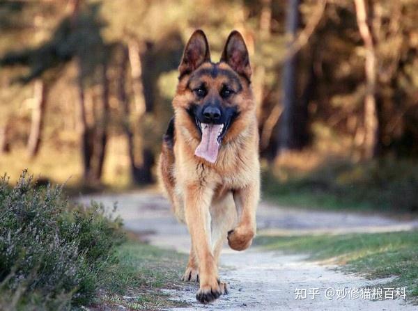 德牧犬多少钱一只_德牧价值_德牧犬价格