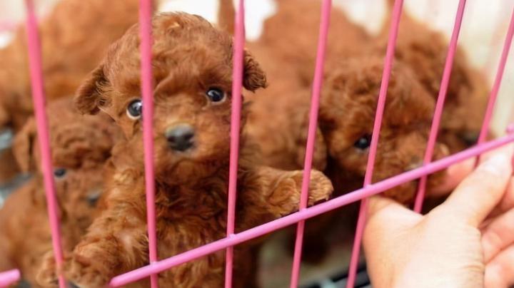 贵宾犬几元钱_贵宾犬币_贵宾犬多少钱一只