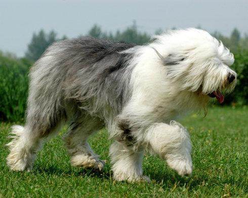 古代牧羊犬贵不贵_古代牧羊犬犬舍_古代牧羊犬价格