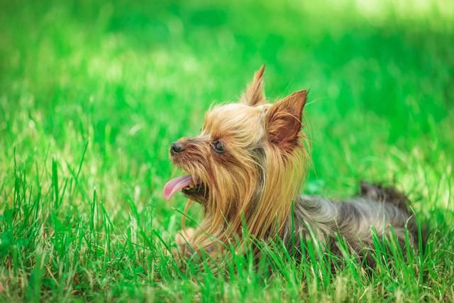 北京犬wasabi_北京犬的价格是多少_北京犬多少钱一只