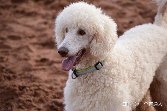 贵宾犬多少钱一只_贵宾犬币_狗贵宾犬