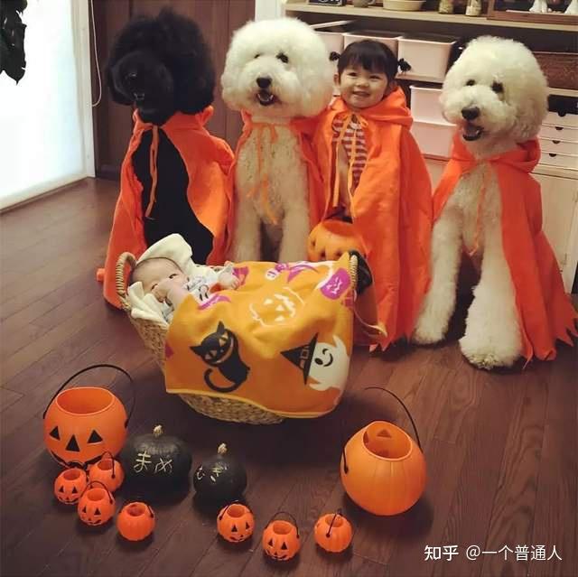 贵宾犬币_贵宾犬多少钱一只_狗贵宾犬