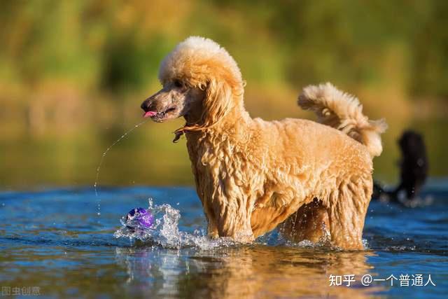 贵宾犬币_贵宾犬多少钱一只_狗贵宾犬