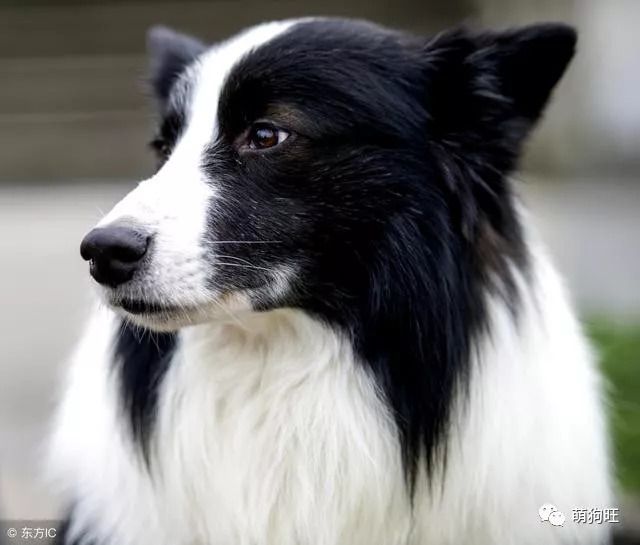 古代牧羊犬贵不贵_古代牧羊犬犬舍_古代牧羊犬价格