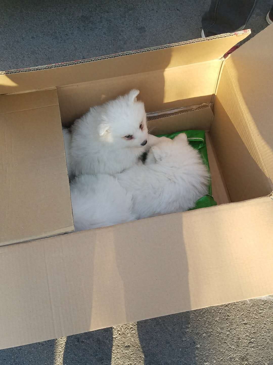 农村农户难赚钱，养品种狗拿来狗市场卖，哈士奇1000一只没人买