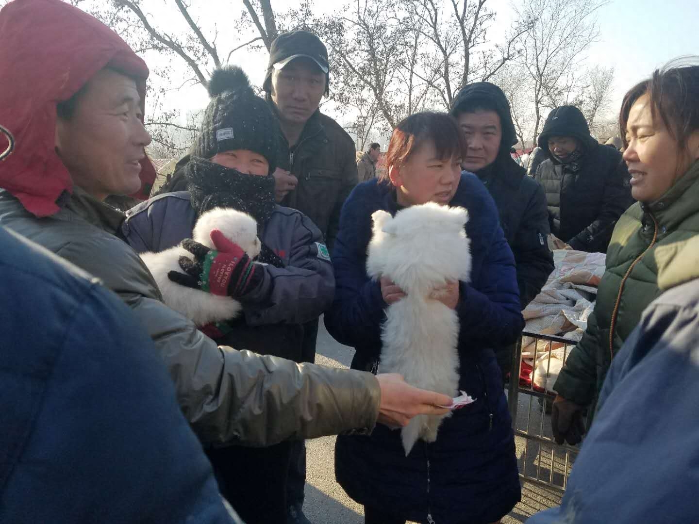 农村农户难赚钱，养品种狗拿来狗市场卖，哈士奇1000一只没人买