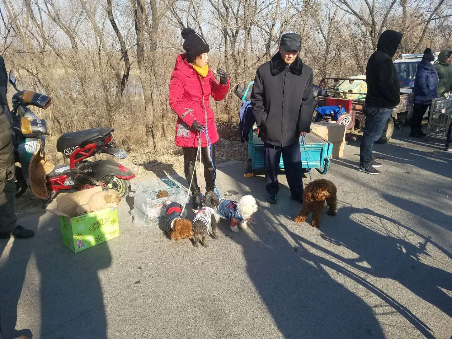 农村农户难赚钱，养品种狗拿来狗市场卖，哈士奇1000一只没人买