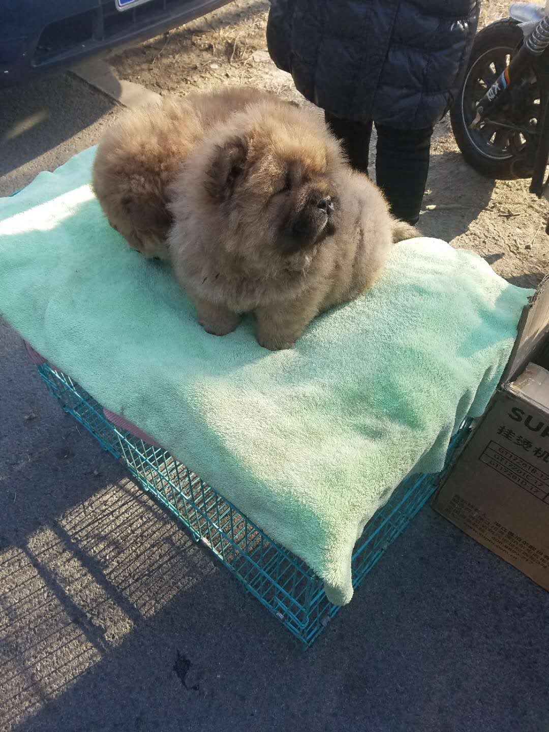 农村农户难赚钱，养品种狗拿来狗市场卖，哈士奇1000一只没人买