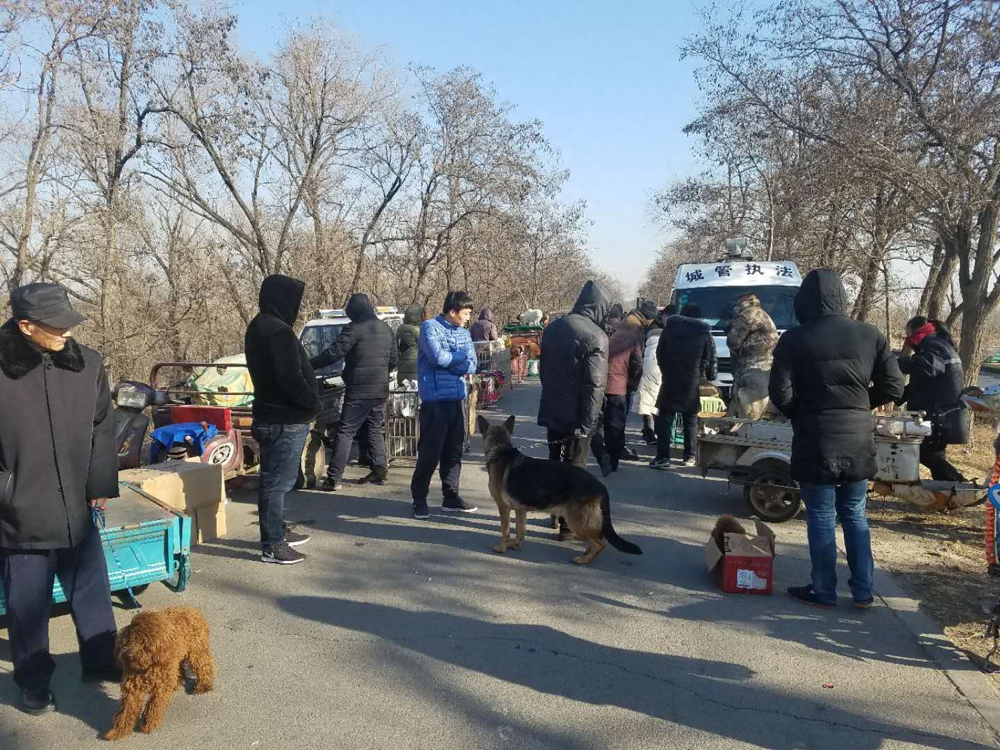 农村农户难赚钱，养品种狗拿来狗市场卖，哈士奇1000一只没人买