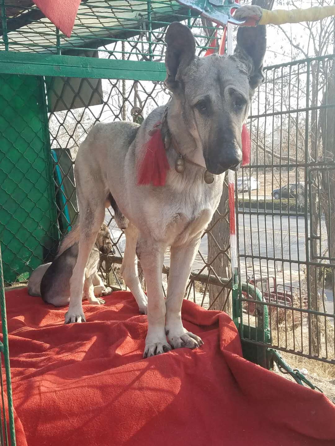 农村农户难赚钱，养品种狗拿来狗市场卖，哈士奇1000一只没人买