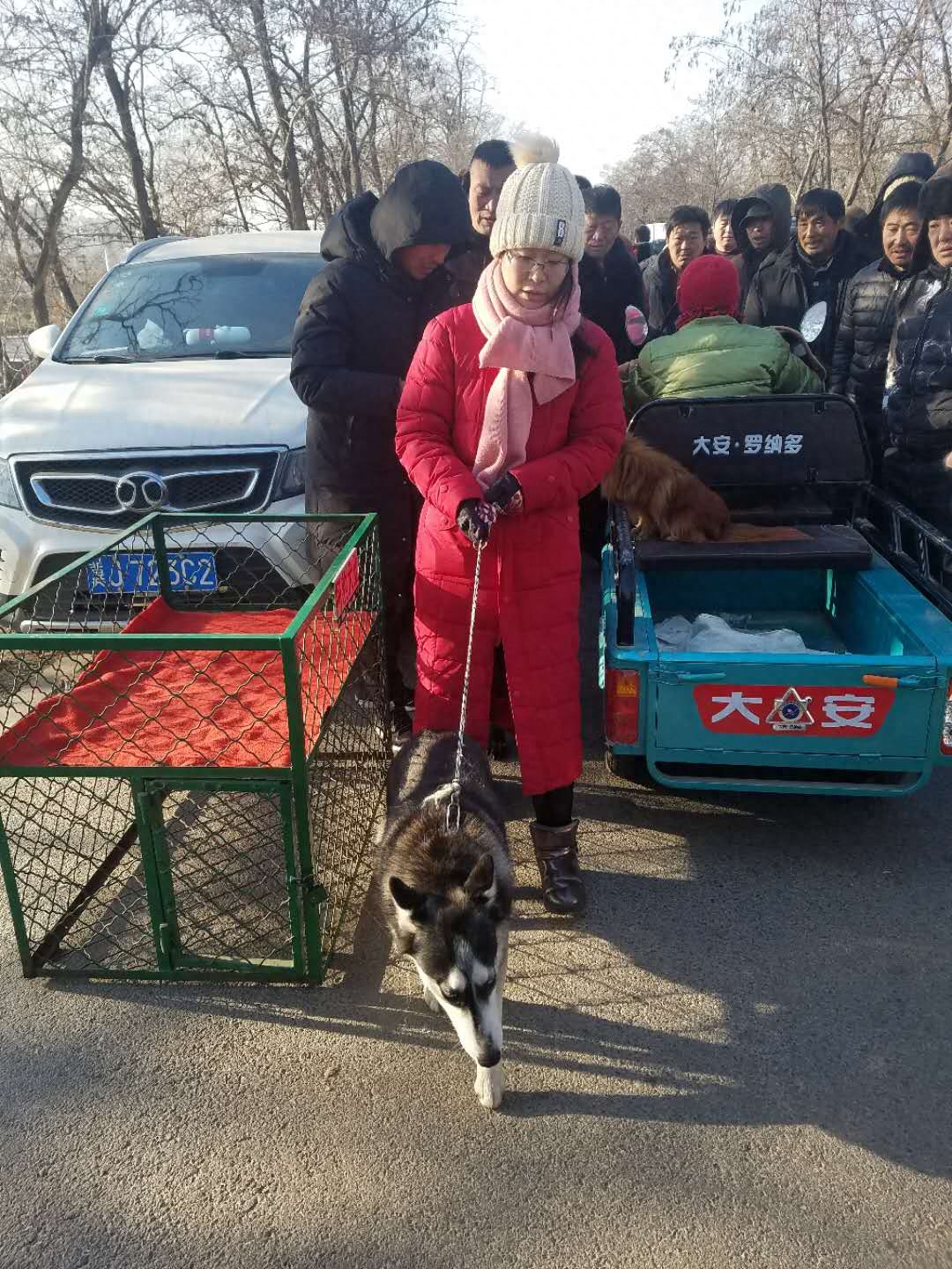 农村农户难赚钱，养品种狗拿来狗市场卖，哈士奇1000一只没人买