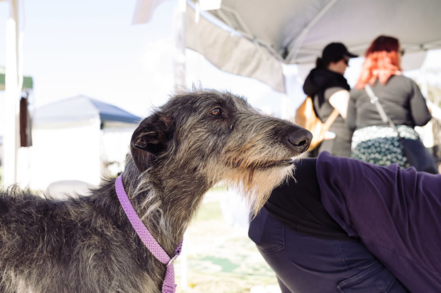 古代牧羊犬价格_纯种古代牧羊犬的价格_古代牧羊犬价格