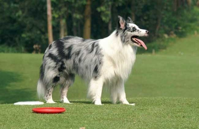 德国牧羊犬价格_德国牧羊犬市场价_德国牧羊犬多少钱