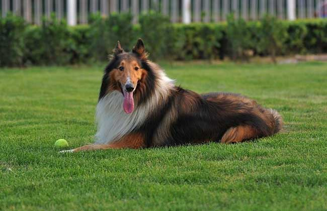 德国牧羊犬市场价_德国牧羊犬多少钱_德国牧羊犬价格
