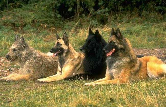 德国牧羊犬价格_德国牧羊犬多少钱_德国牧羊犬市场价