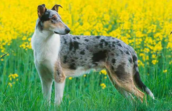 德国牧羊犬市场价_德国牧羊犬多少钱_德国牧羊犬价格