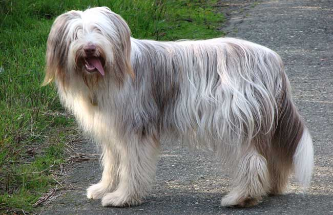 德国牧羊犬多少钱_德国牧羊犬市场价_德国牧羊犬价格