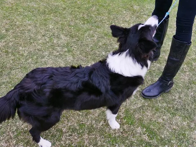 边境牧羊犬爱好者网_边境牧羊犬论坛_边境牧羊犬官网