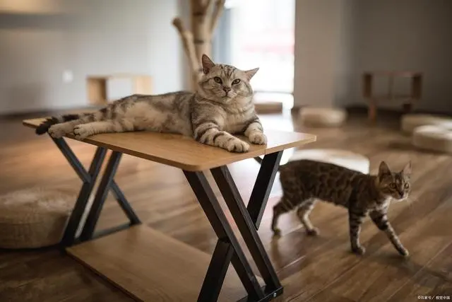 宠物猫品种及价格_宠物猫品种价格及图片_宠物猫品种价格排行