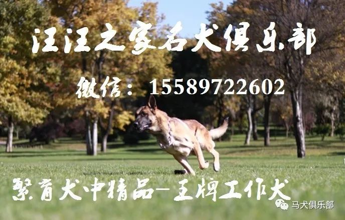 cku德牧犬舍_德牧金钱豹图片_德牧幼犬多少钱一只