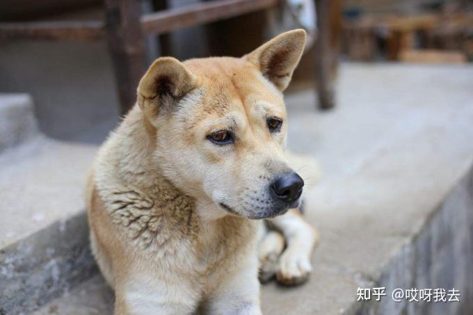 比利时牧羊犬多少钱_比利时牧羊犬价格_比利时牧羊犬多少钱一个