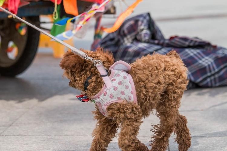 贵宾犬多少钱一只_贵宾犬几元钱_狗贵宾犬