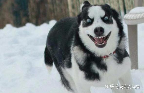 哈士奇是雪橇犬吗_雪橇和哈士奇是一种狗吗_哈士奇雪橇犬的区别