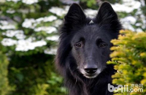 比利时牧羊犬价格