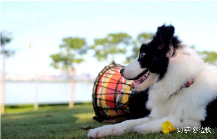 边牧犬贵不贵_边牧犬多少钱一只_边牧犬币