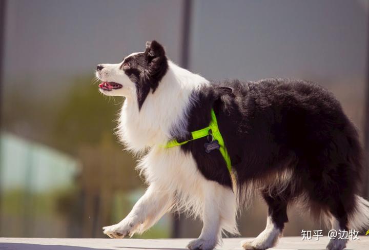 边牧犬贵不贵_边牧犬多少钱一只_边牧犬币