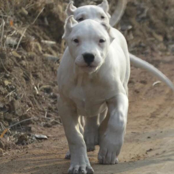 阿根廷杜高犬最优秀的能力_阿根廷杜高价格_阿根廷杜高犬图片价格