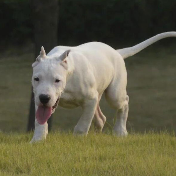 阿根廷杜高犬图片价格_阿根廷杜高价格_阿根廷杜高犬最优秀的能力