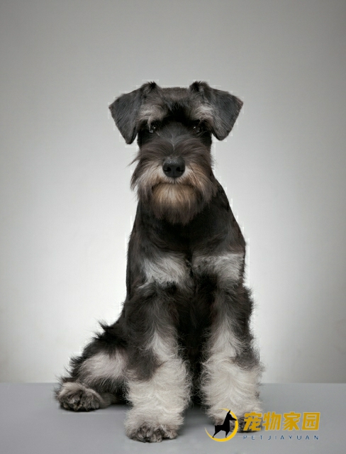 成都哈士奇价格_成都哈士奇犬舍_成都哈士奇价格查询