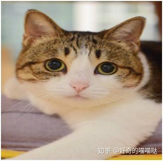 宠物猫咪品种大全及图片_宠物猫品种图片大全_宠物猫图片可爱