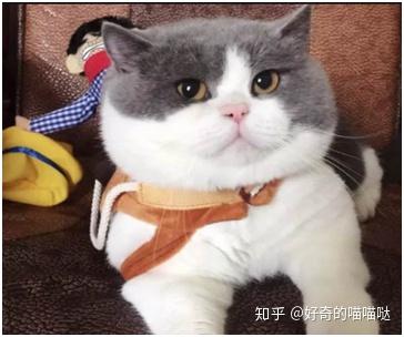 宠物猫图片可爱_宠物猫品种图片大全_宠物猫咪品种大全及图片