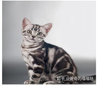 宠物猫图片可爱_宠物猫品种图片大全_宠物猫咪品种大全及图片