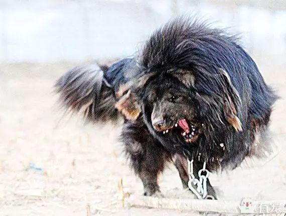 北京犬多少钱一只_北京犬的价格是多少_北京犬舍哪里正规