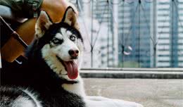 犬种科普介绍哈士奇（西伯利亚雪橇犬）