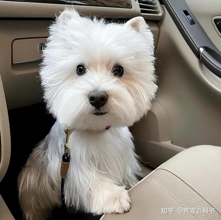 高地西狗_酉高地狗_西高地犬多少钱一只