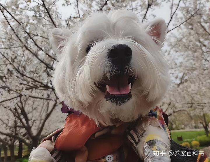 高地西狗_西高地犬多少钱一只_酉高地狗