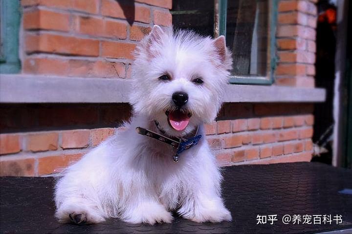 西高地犬多少钱一只_酉高地狗_高地西狗