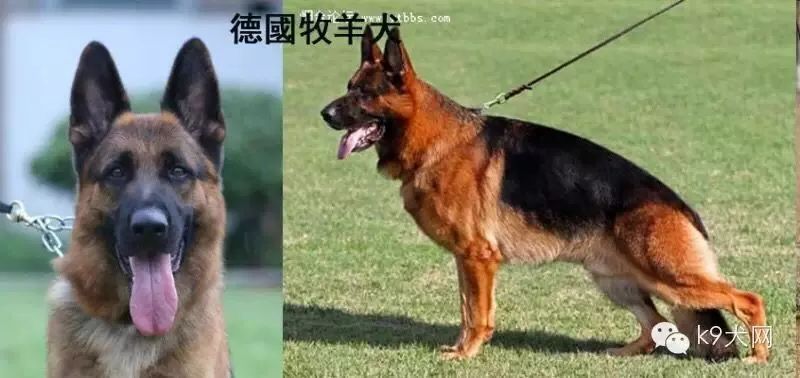 德国牧羊犬论坛app_犬中之王德国牧羊犬_德国牧羊犬论坛