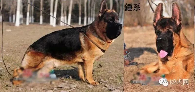 德国牧羊犬论坛_犬中之王德国牧羊犬_德国牧羊犬论坛app